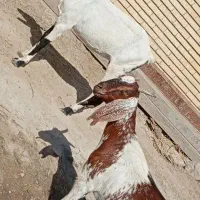 گیسه بزدوقلوزا|حیوانات مزرعه|جیرفت, |دیوار