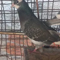 کبوتر پرشی|پرنده|ایرانشهر, |دیوار