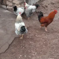 خروس ۸۵۰۰۰۰۰