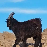 کهره دوبوری فروشی و چوپانی انجام میدم|حیوانات مزرعه|بروجن, |دیوار