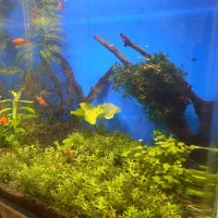 آکواریوم پلنت