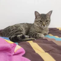 واگذاری گربه نر