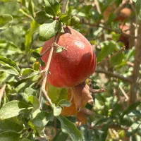 فروش باغ و باغچه|فروش دفتر صنعتی، کشاورزی، تجاری|قم, سالاریه|دیوار