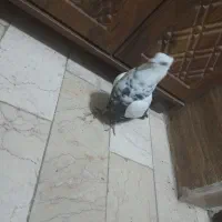 کبوتر دمبی ماده پرشی|پرنده|قم, زنبیل آباد|دیوار