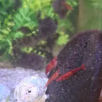 ماهی گپی ، میگو|ماهی|تبریز, |دیوار