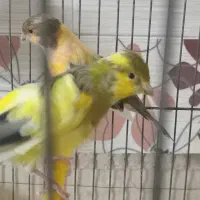 قناری نر و ماده