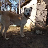 سگ سرابی نر