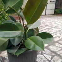 قلمه فیکوس هر کدام صد هزار تومن