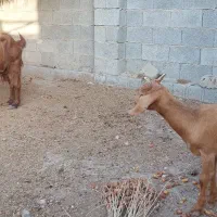 بزه جوان داشتی دوقلوزا