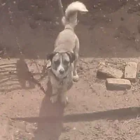 سگ پا کوتاه