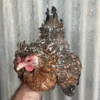 مرغ و خروس|حیوانات مزرعه|یزد, |دیوار