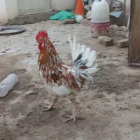 تعدادی خروس و مرغ