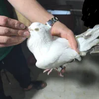 دم سرخ|پرنده|جم, |دیوار