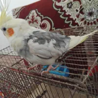 عروس هلندی نر