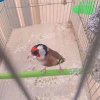 سهره نر|پرنده|خمینی‌شهر, |دیوار