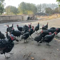 بوقلمون برنز محلی|حیوانات مزرعه|هشتگرد, ینگی امام|دیوار