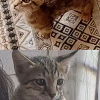 واگذاری بچه گربه DSH