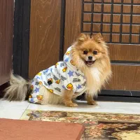 سگ پامر روباهی خونگی