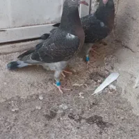 جوجه پلاکی|پرنده|هریس, |دیوار