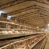 کارگر ساده برای مرغداری تخمگذار
