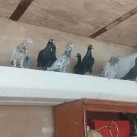 حدود 30عدد دورگ