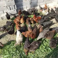 فروش مرغ رسمی