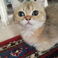 واگذاری رایگان گربه