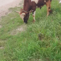 ورزاکوله