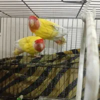 طوطی برزیلی کتوله نر و ماده به شرط فوق مولد