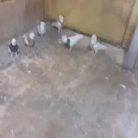 کبوتر|پرنده|جلیل آباد, |دیوار