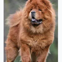 چاوچاو چاو چاو نر