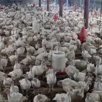 بیوتی فوق سنگین جوجه بوقلمون|حیوانات مزرعه|بیرجند, |دیوار