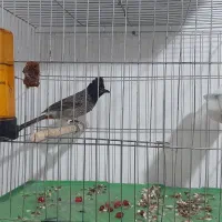 پرنده|پرنده|شوشتر, |دیوار