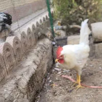 خروس سفید جوان و یک جفت کبوتر نقش آرشینگل