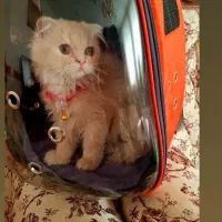 گربه