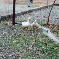 اردک نر و ماده است|حیوانات مزرعه|چهارباغ, |دیوار