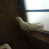 کفتر
