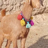 کولار سانن، بز پاکستانی