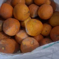 نارنج فروشی