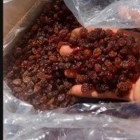 کشمش بیدانه آفتابی پلوئی|خوردنی و آشامیدنی|تاکستان, |دیوار