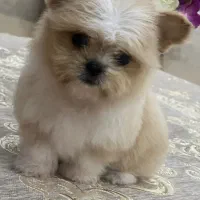 شتیزو کراس ۵ماه