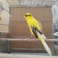 قناری رسمی بلند نرو ماده