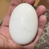 فروش تخم مرغ دوزرده بصورت کلی و جزئی باقیمت مناسب|عمده‌فروشی|لاهیجان, امیرشهید|دیوار