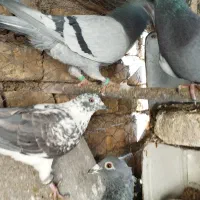 کبوتر ماده مصافتی