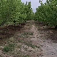 باغ/۲۳۸۰متر/روستای ژان|فروش دفتر صنعتی، کشاورزی، تجاری|دورود, |دیوار