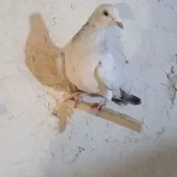 کبوتر‌یجفت‌هفت‌رنگ‌‌همدانی‌بشرط