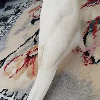 عروس هلندی آلبینو|پرنده|جوانرود, |دیوار