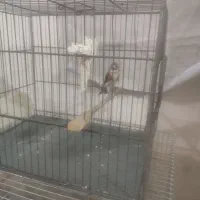 سهره یدونه نرکرمونی یدونه ماده