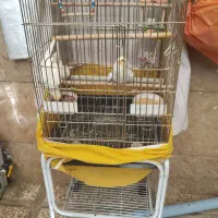 عروس هلندی جفت|پرنده|کرج, اسدآباد|دیوار