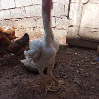 خروس لاری افغان و مرغ فروشی
